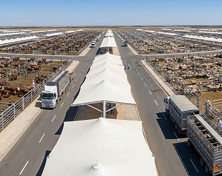 میدان عرضه دام زنده (شهر دام)